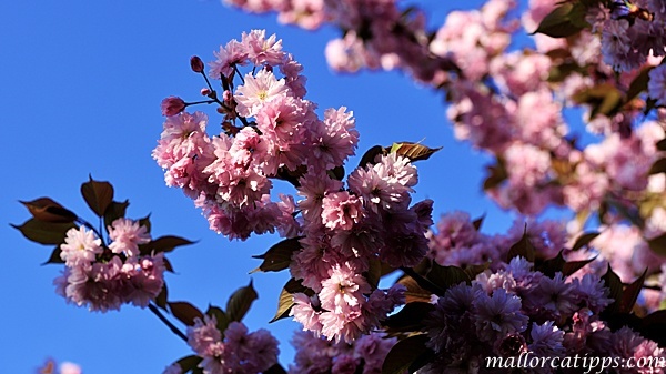 Mandelblüte auf Mallorca