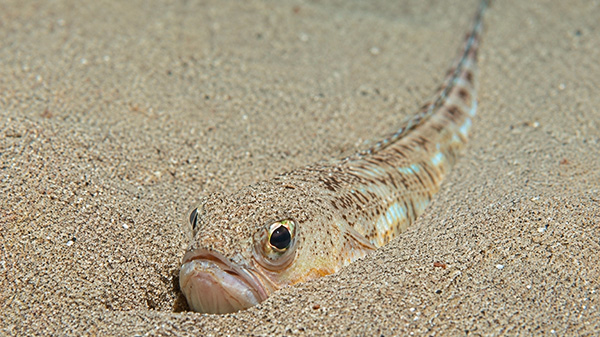 Petermännchen